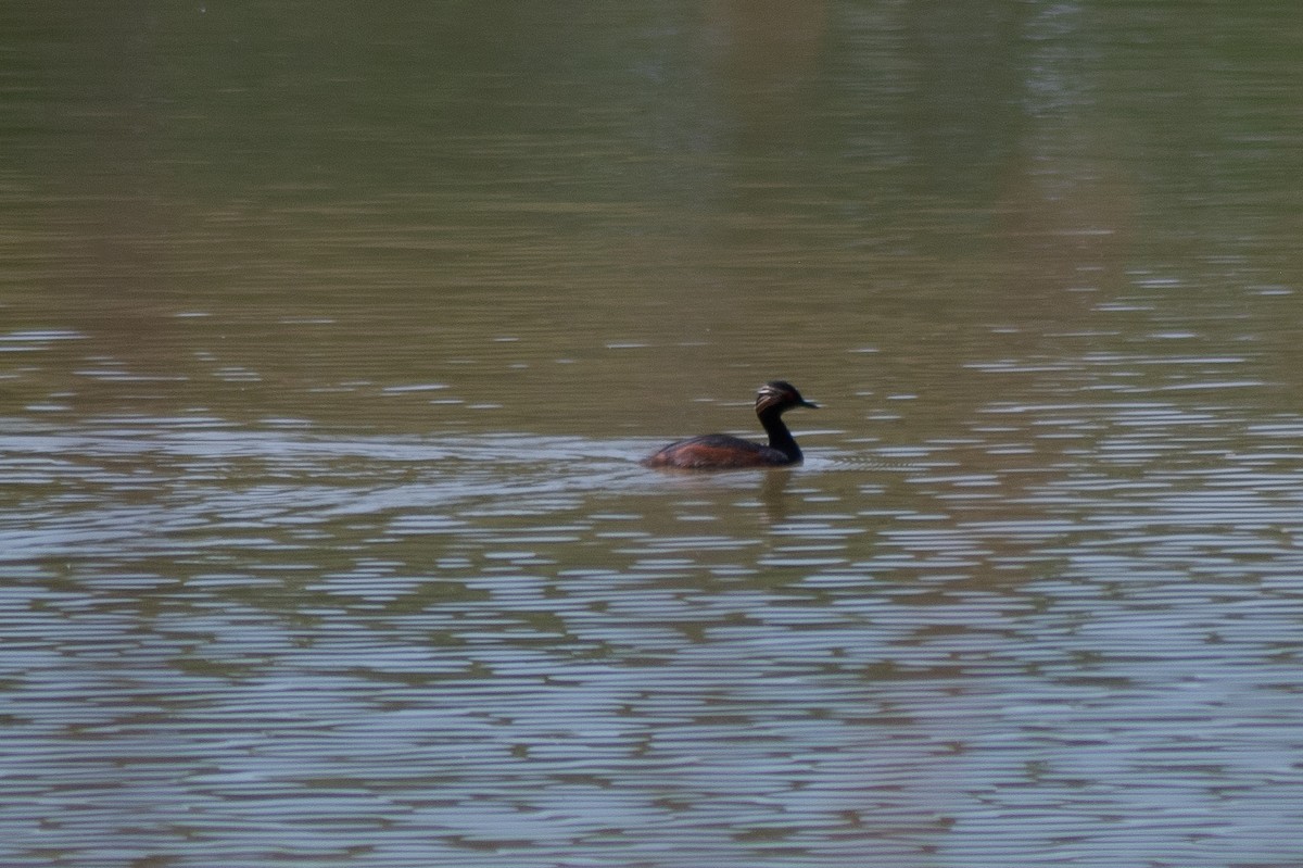 Eared Grebe - ML633103846
