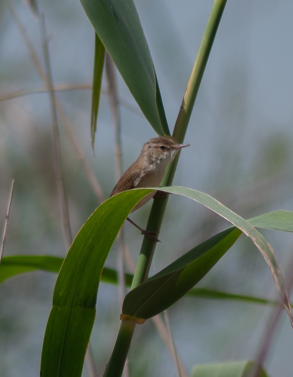 Common Reed Warbler - ML633103848