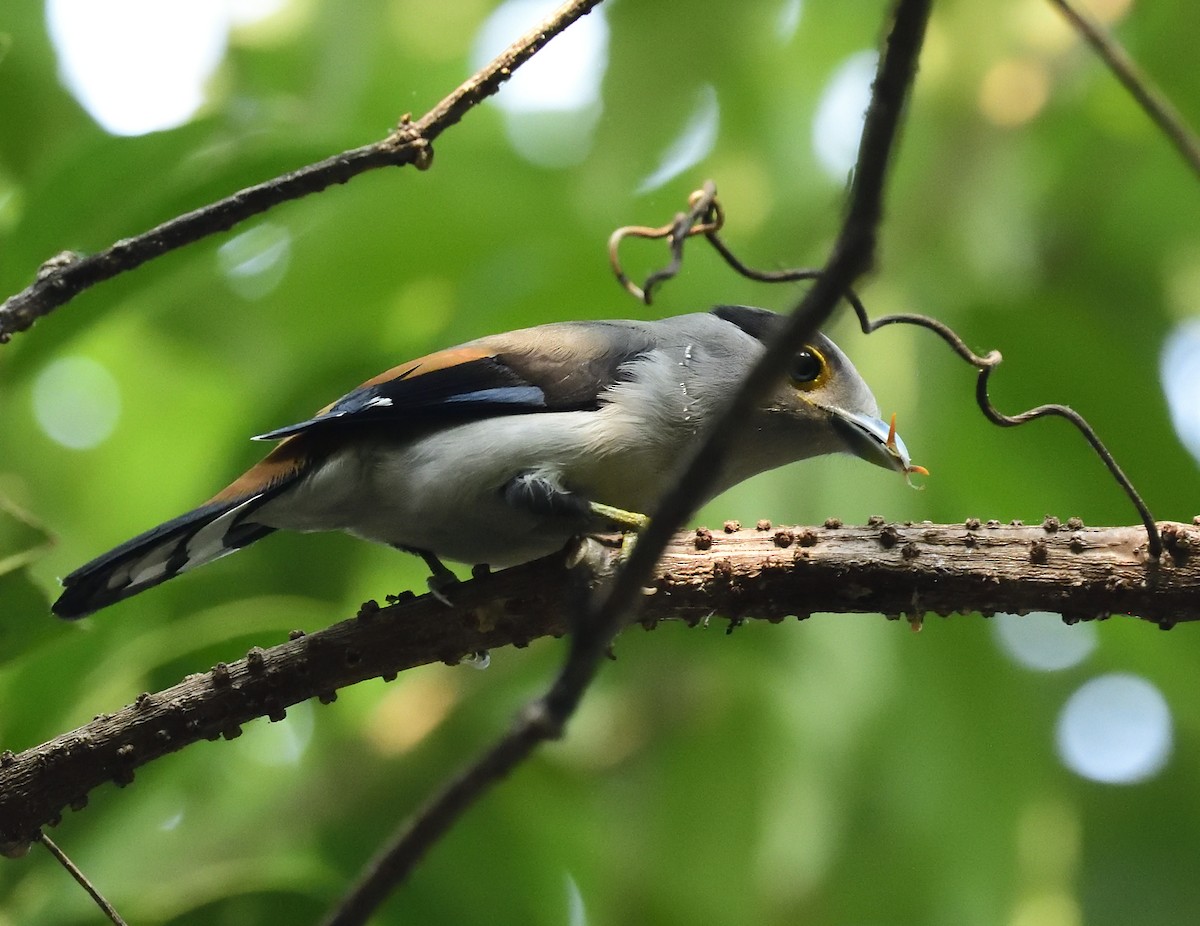 Gray-lored Broadbill - ML633103864