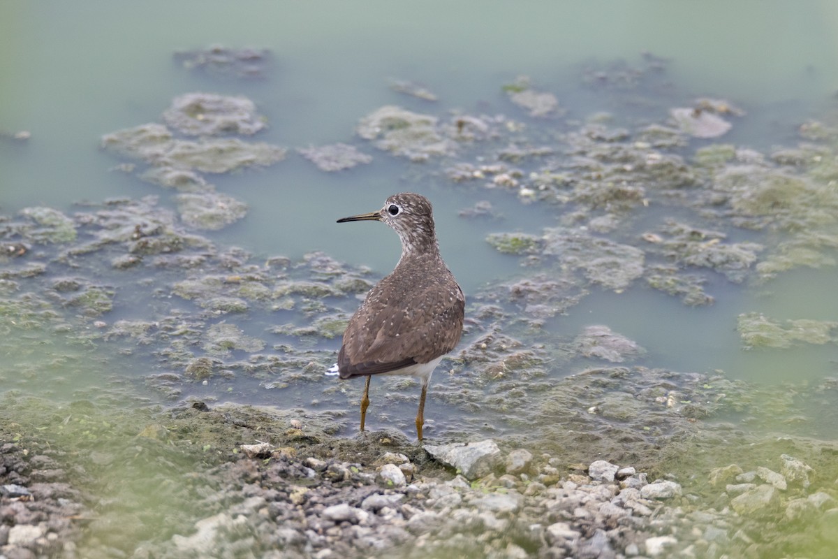 Solitary Sandpiper - ML633103910