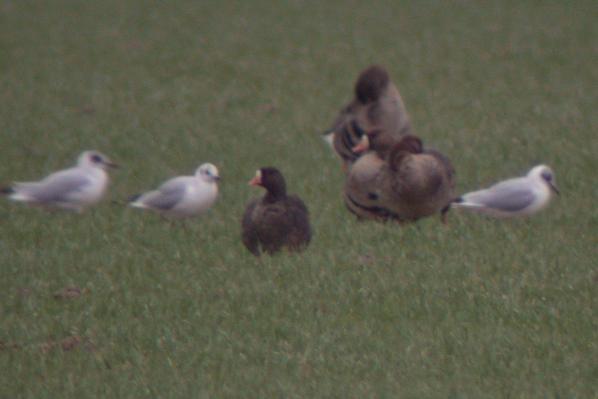 Lesser White-fronted Goose - ML633104071