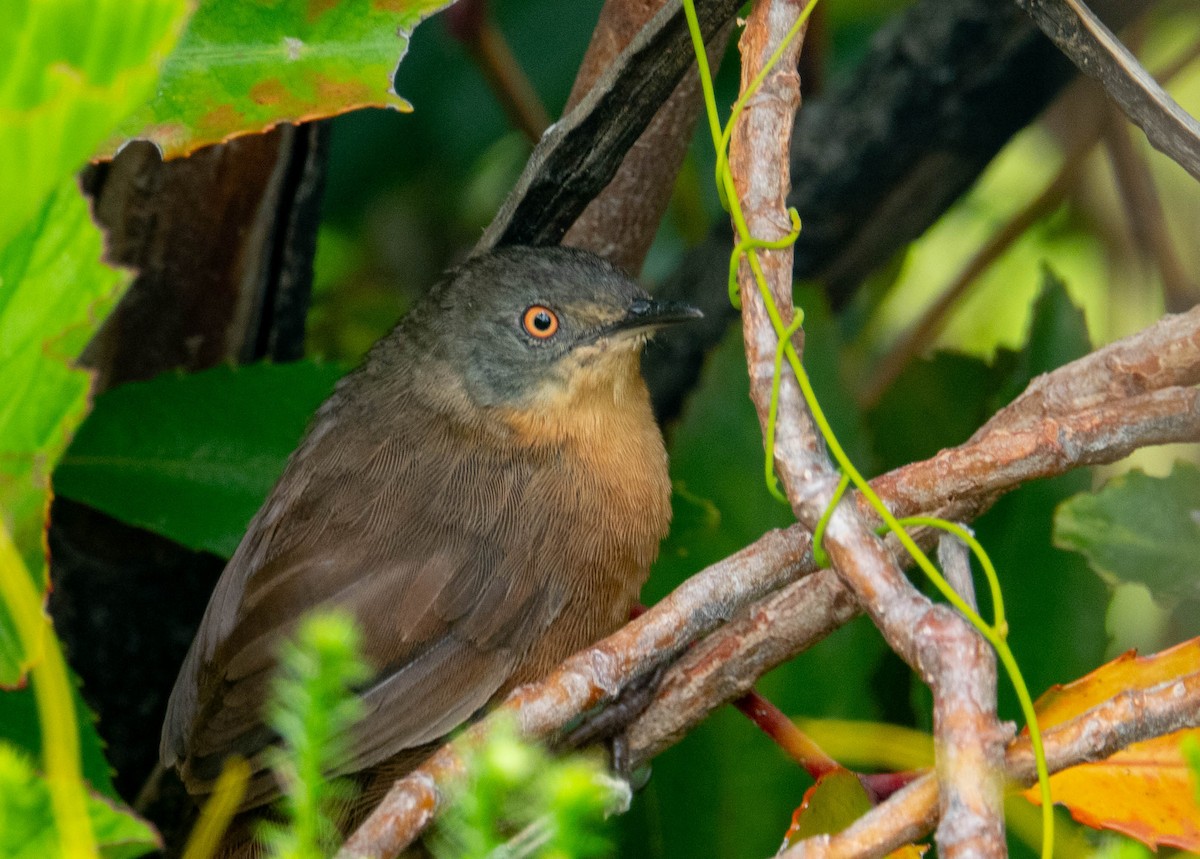 Victorin's Warbler - ML633104132