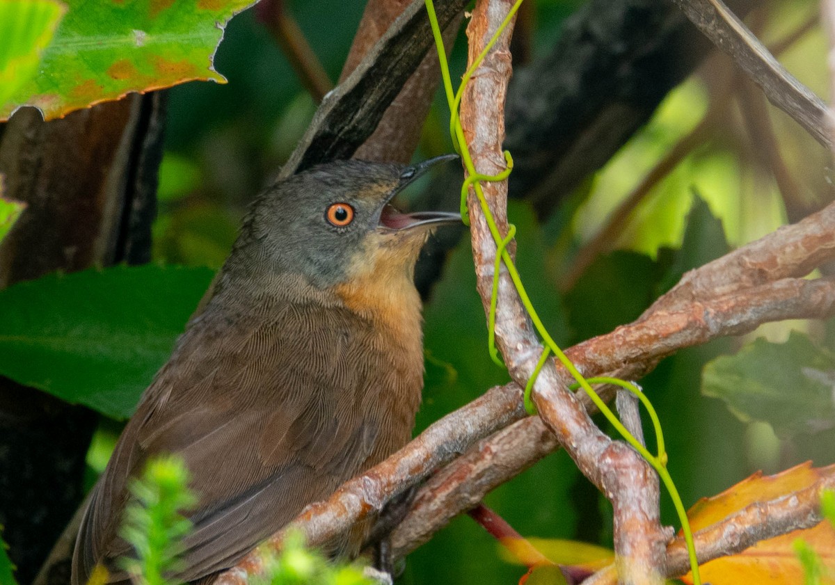 Victorin's Warbler - ML633104133