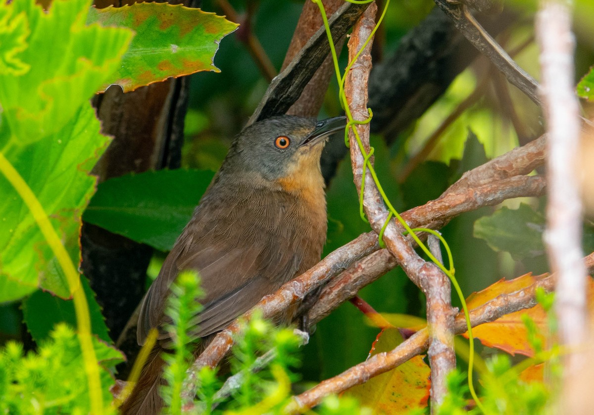 Victorin's Warbler - ML633104134