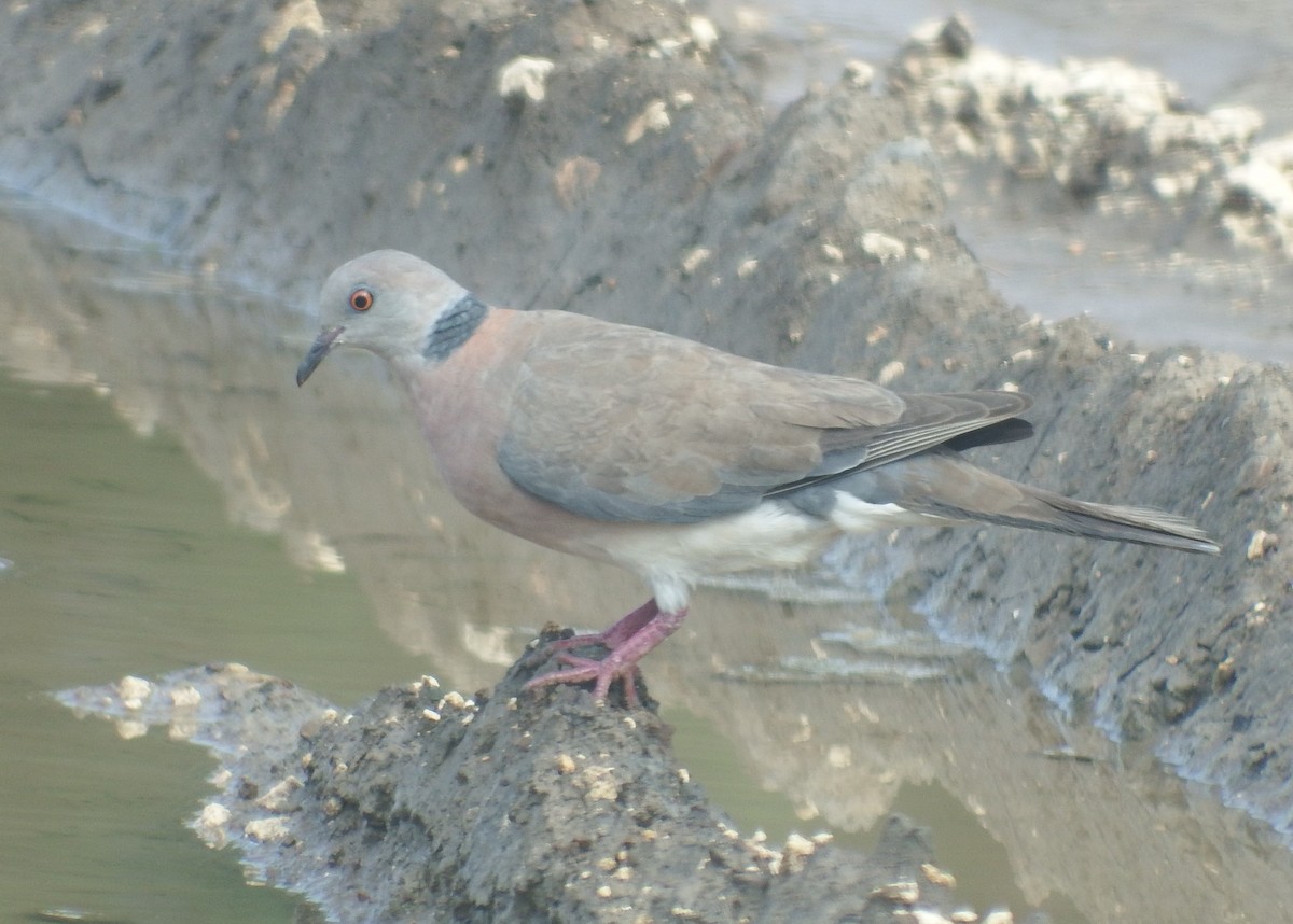 Philippine Collared-Dove - ML633104163