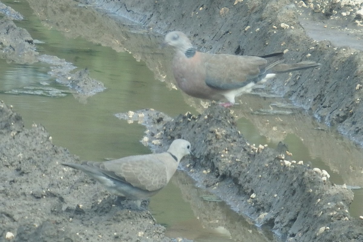 Philippine Collared-Dove - ML633104175