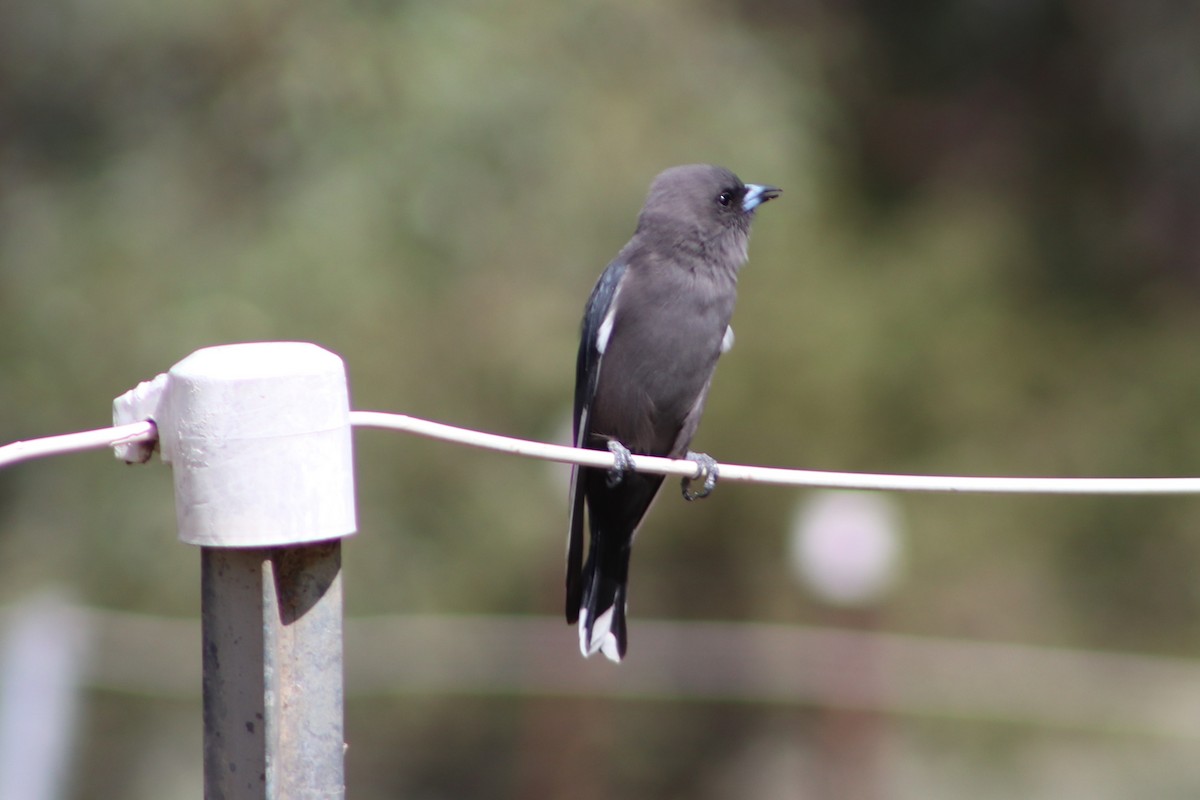 Dusky Woodswallow - ML633104271
