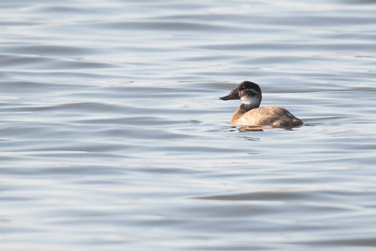 White-headed Duck - ML633104415