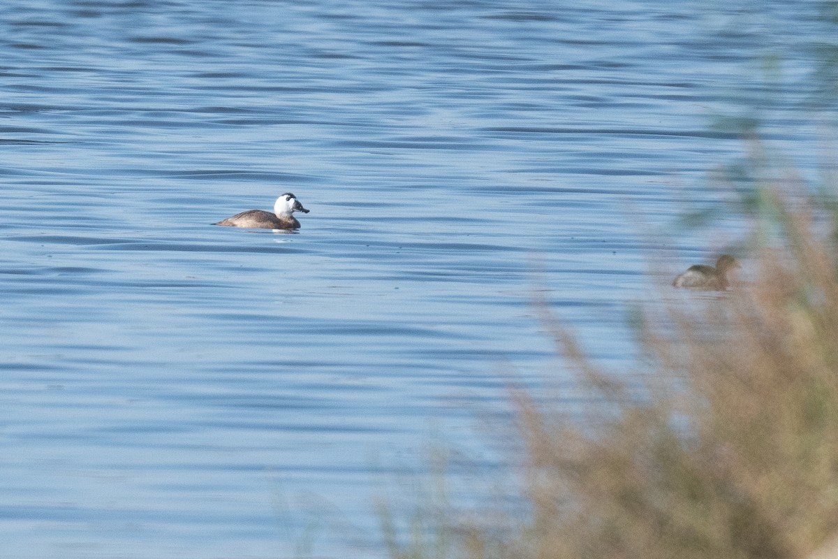 White-headed Duck - ML633104416
