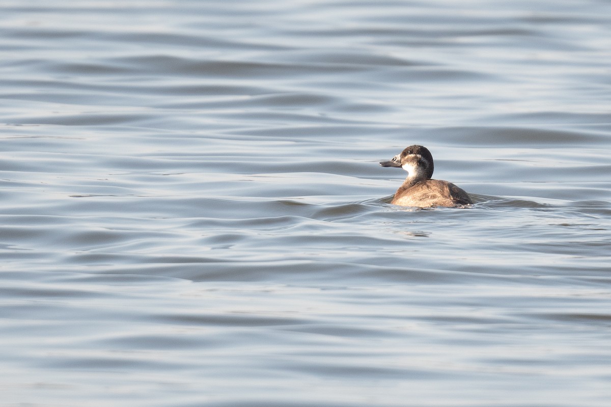 White-headed Duck - ML633104417