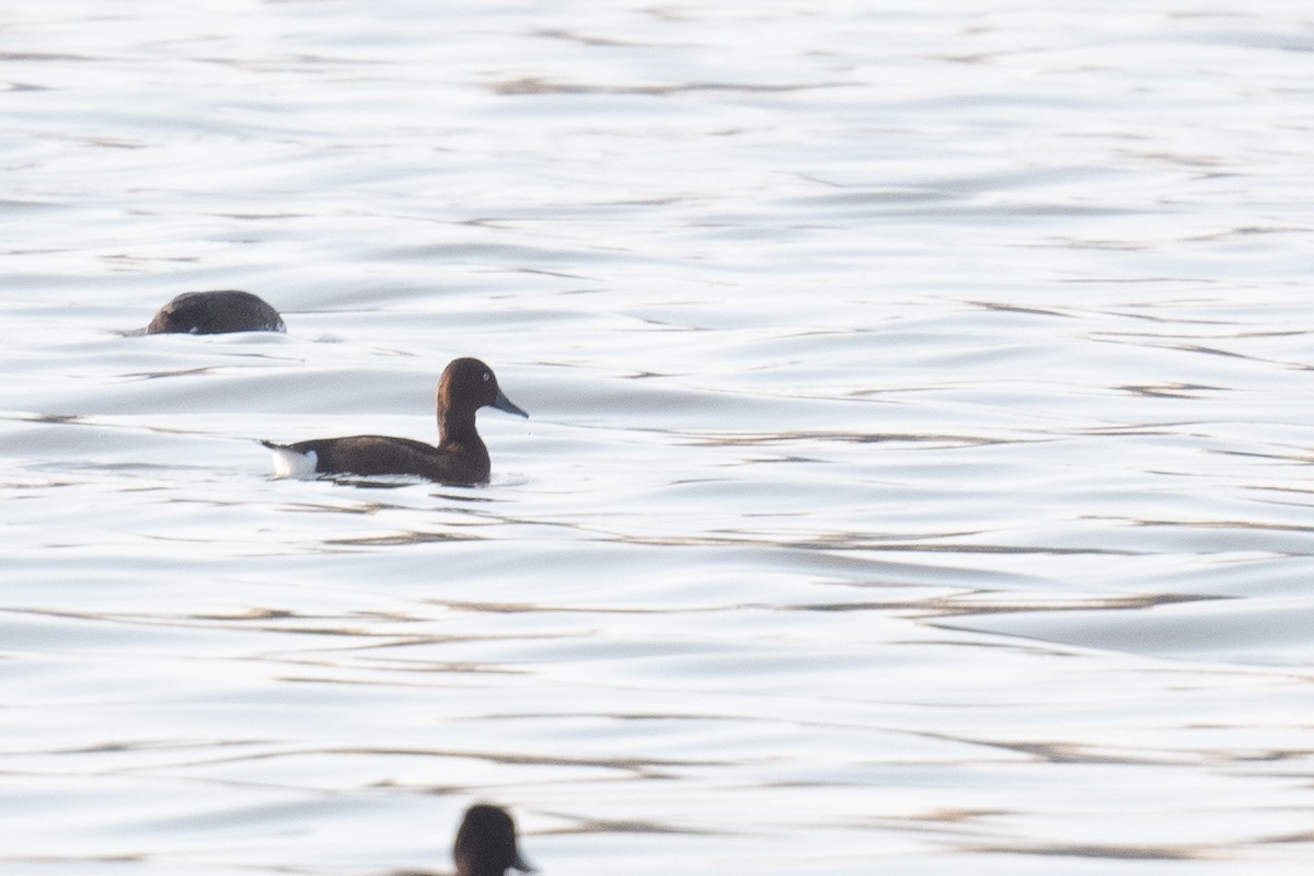 Ferruginous Duck - ML633104418