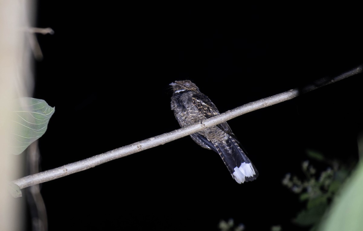 Sulawesi Nightjar - ML633104539