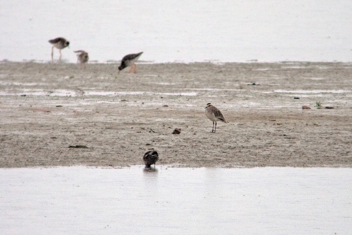 Sociable Lapwing - ML633104542