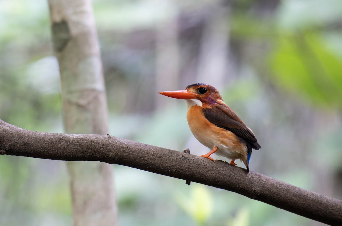 Sulawesi Dwarf-Kingfisher - ML633104565