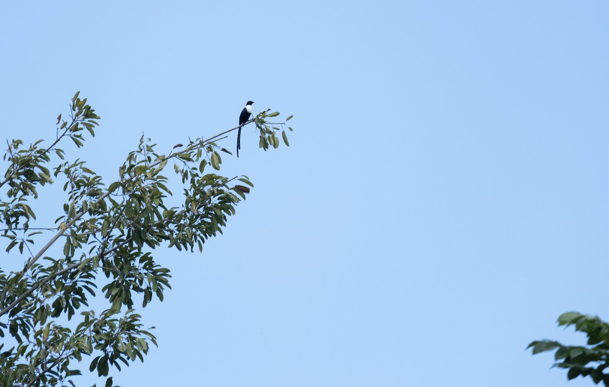 špaček bělokrký - ML633104567