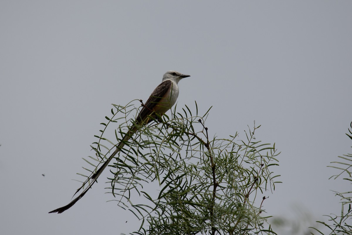 Scissor-tailed Flycatcher - ML633104614