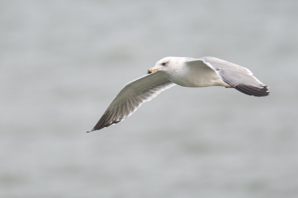 Armenian Gull - ML633104655