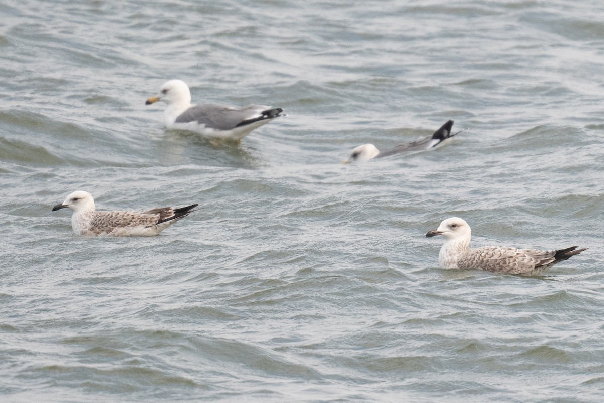 Armenian Gull - ML633104657