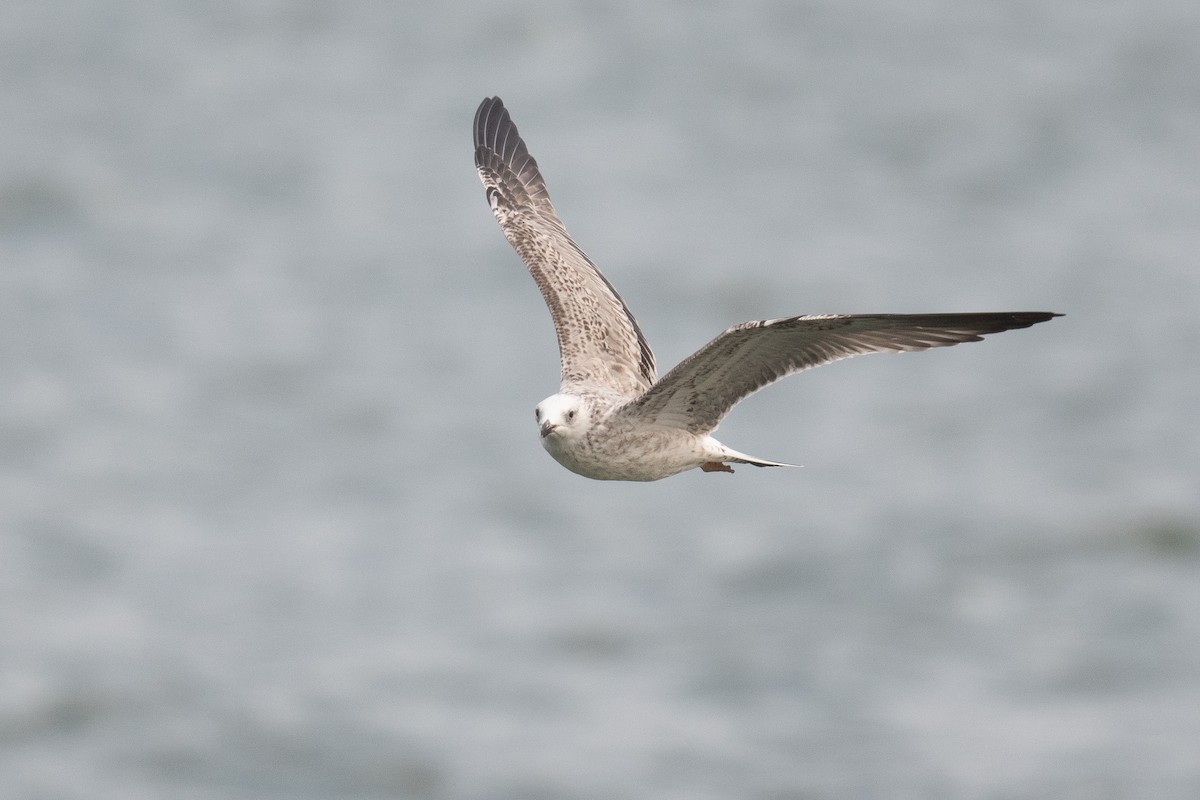 Armenian Gull - ML633104658