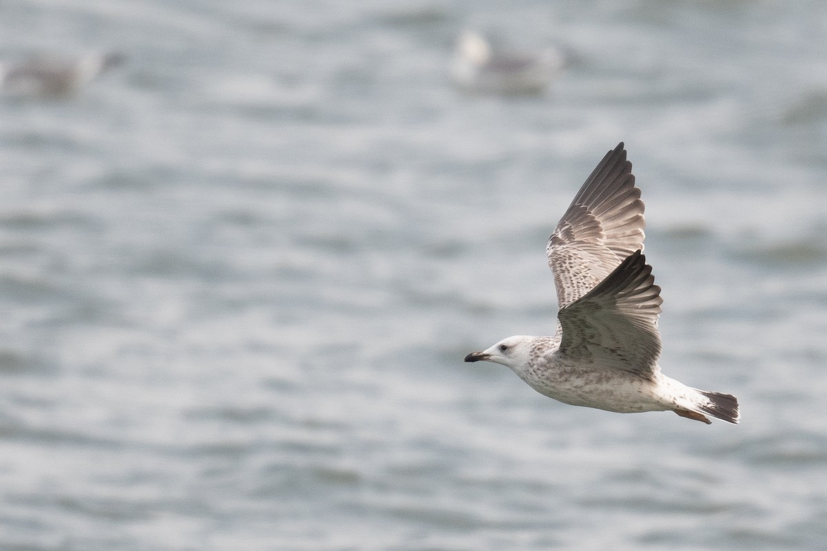 Armenian Gull - ML633104662