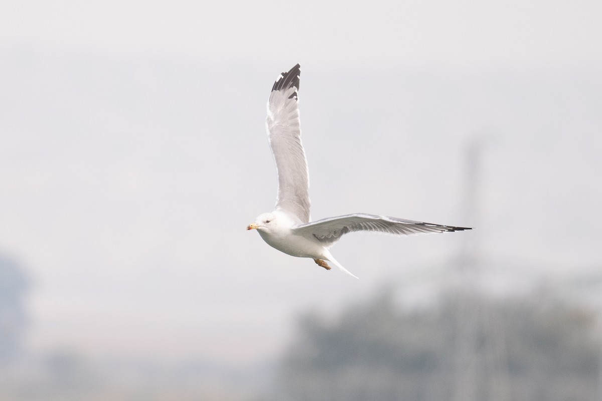 Armenian Gull - ML633104663