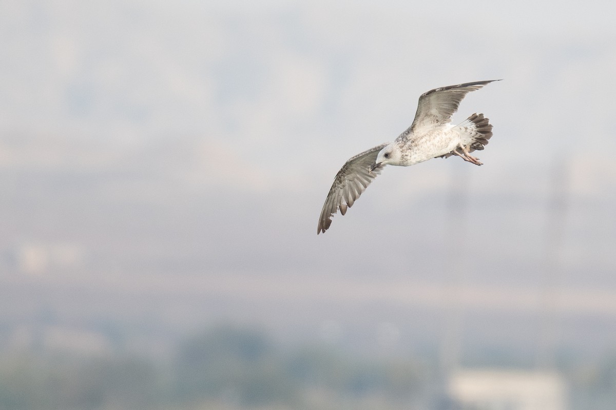 Armenian Gull - ML633104664