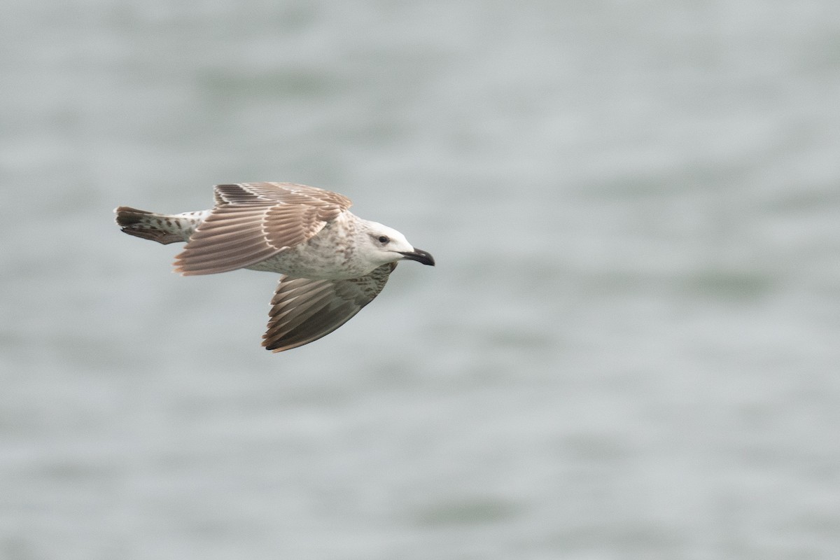 Armenian Gull - ML633104665