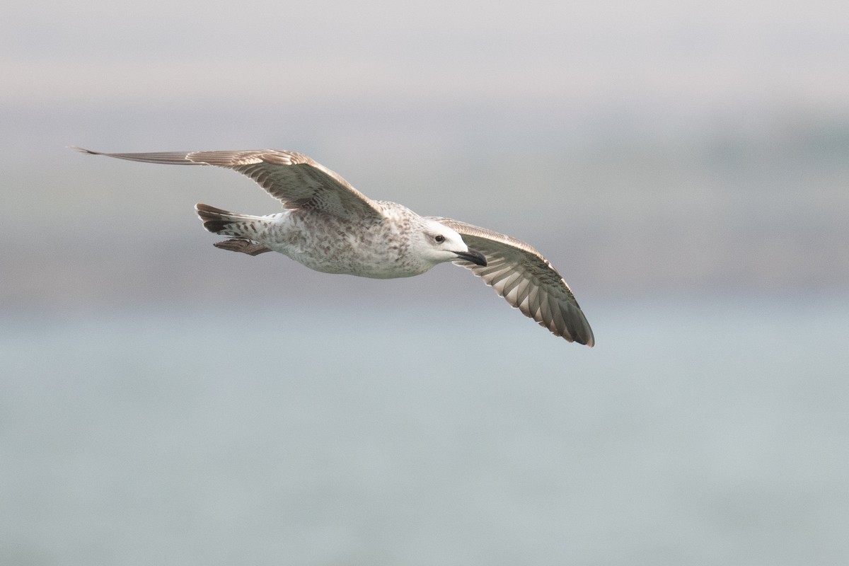 Armenian Gull - ML633104667