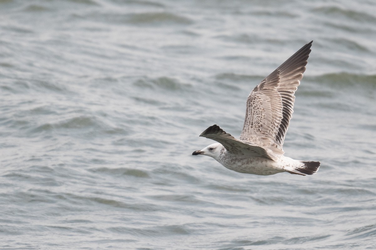 Armenian Gull - ML633104668