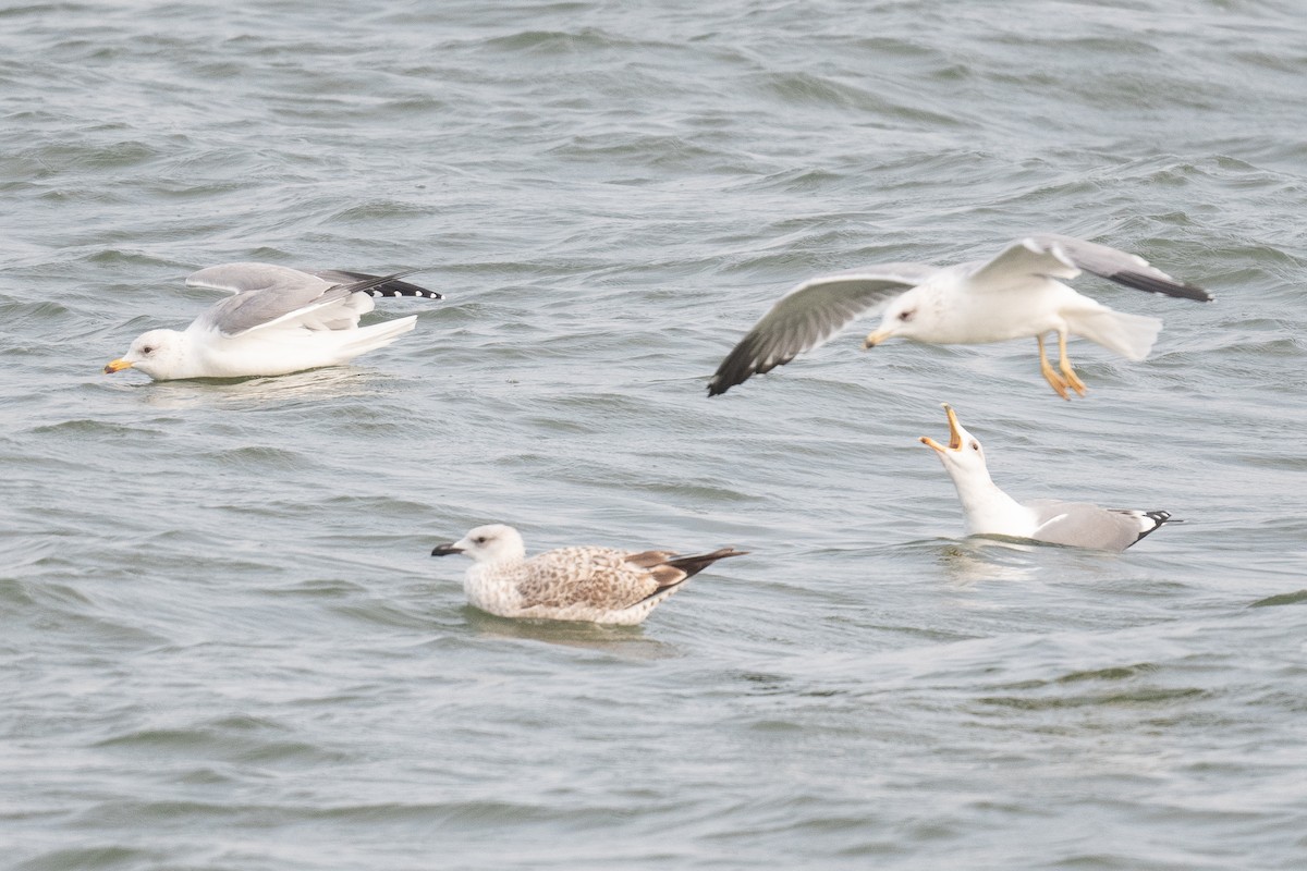 Armenian Gull - ML633104670