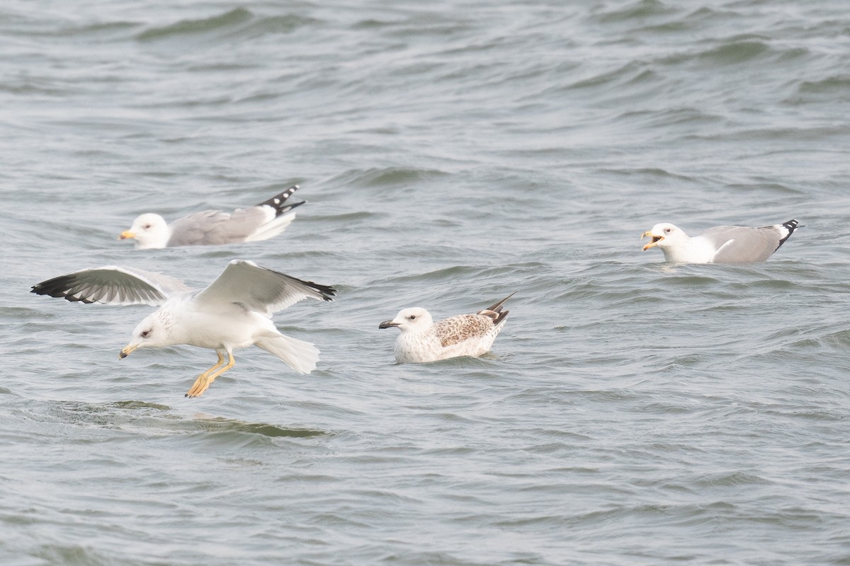Armenian Gull - ML633104671