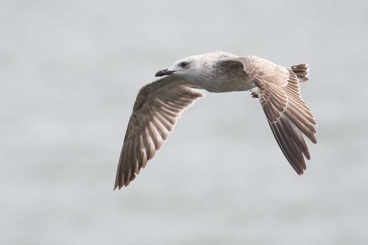 Armenian Gull - ML633104672