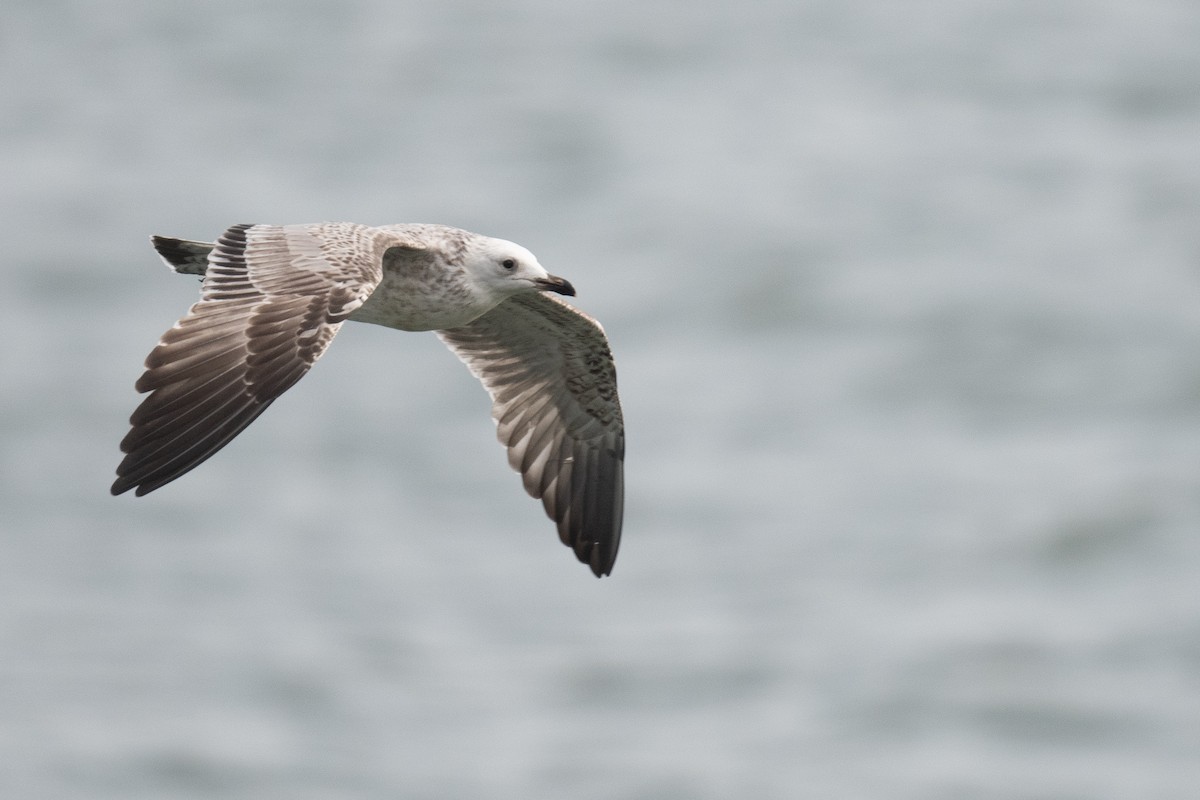 Armenian Gull - ML633104673