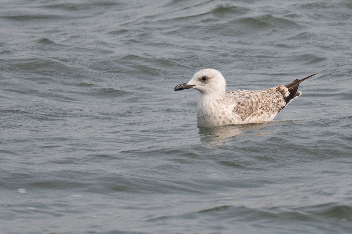 Armenian Gull - ML633104674