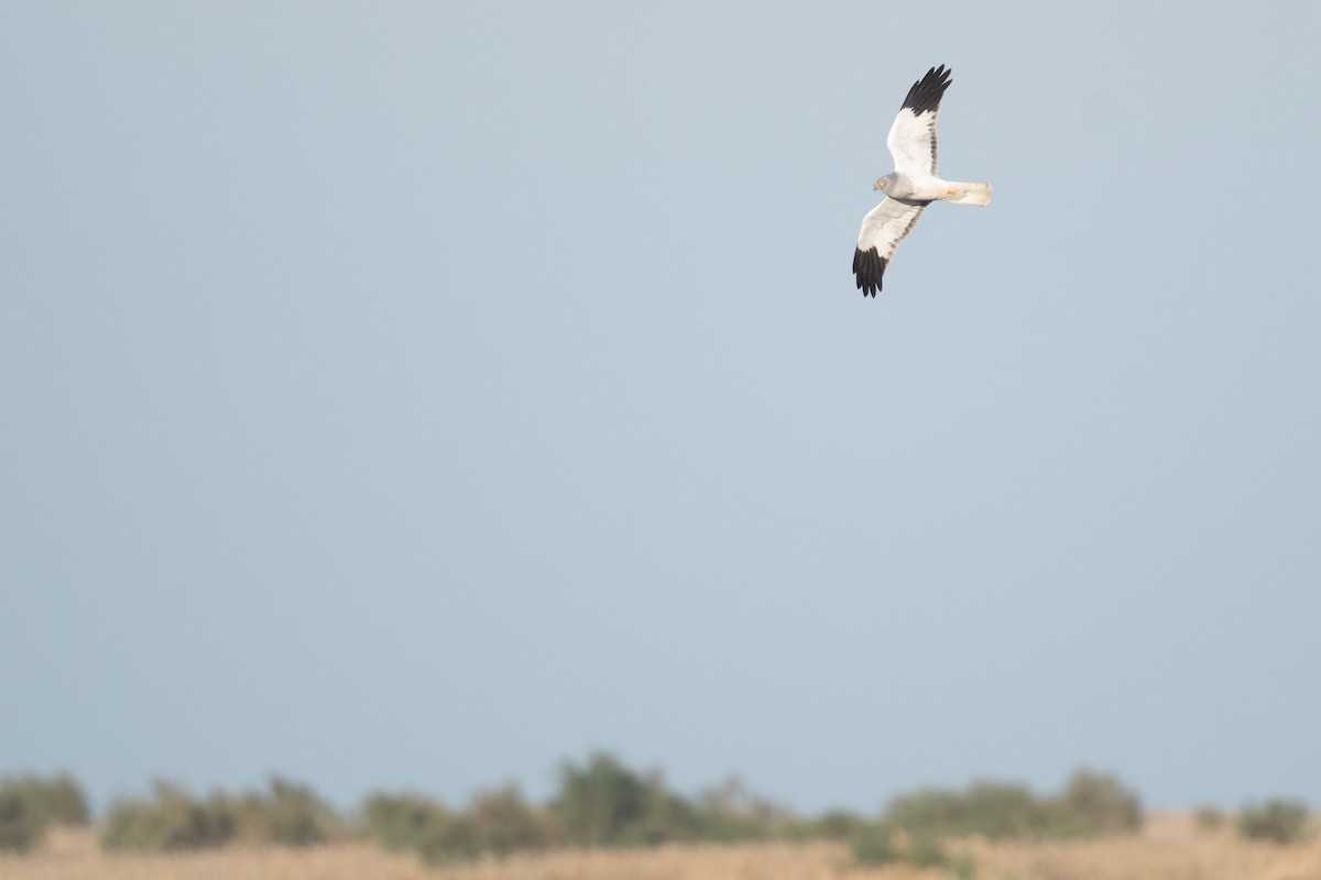 Hen Harrier - ML633104807