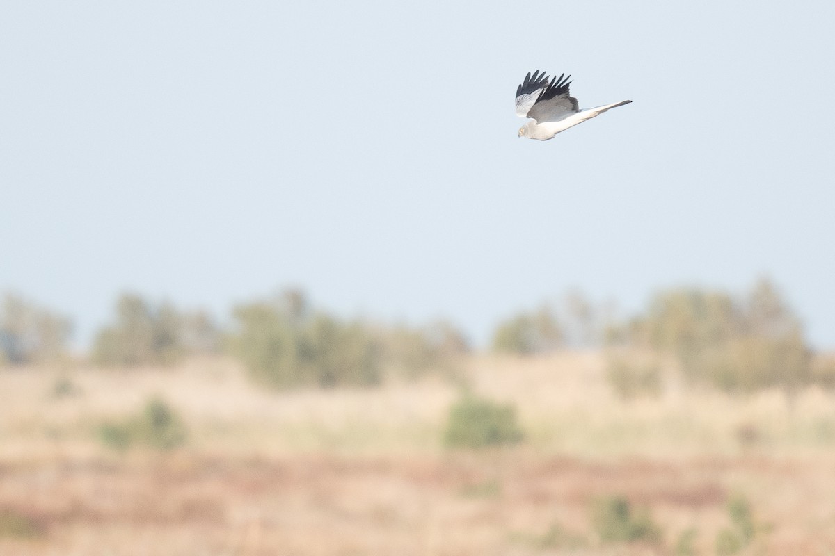 Hen Harrier - ML633104810