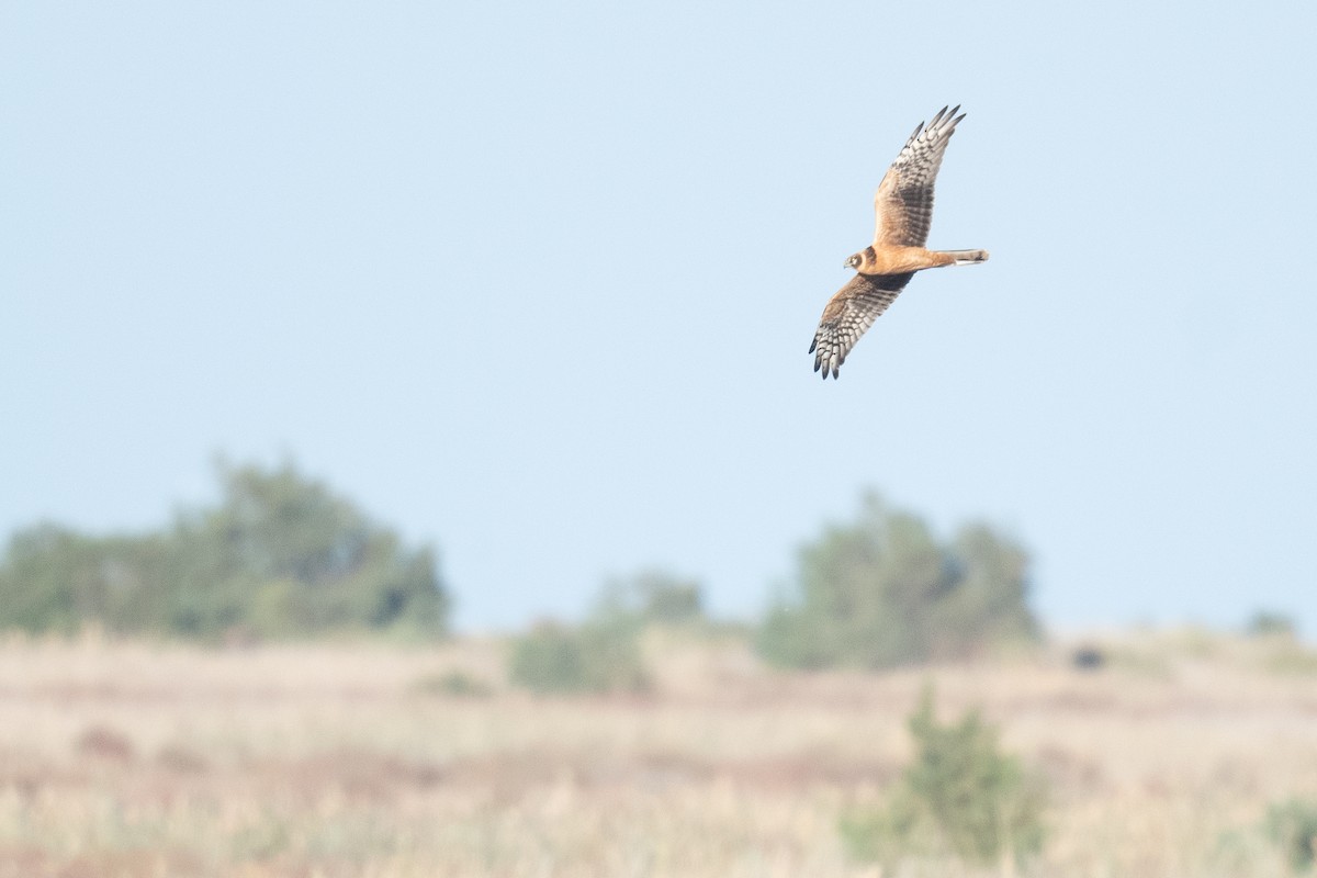 Pallid Harrier - ML633104814