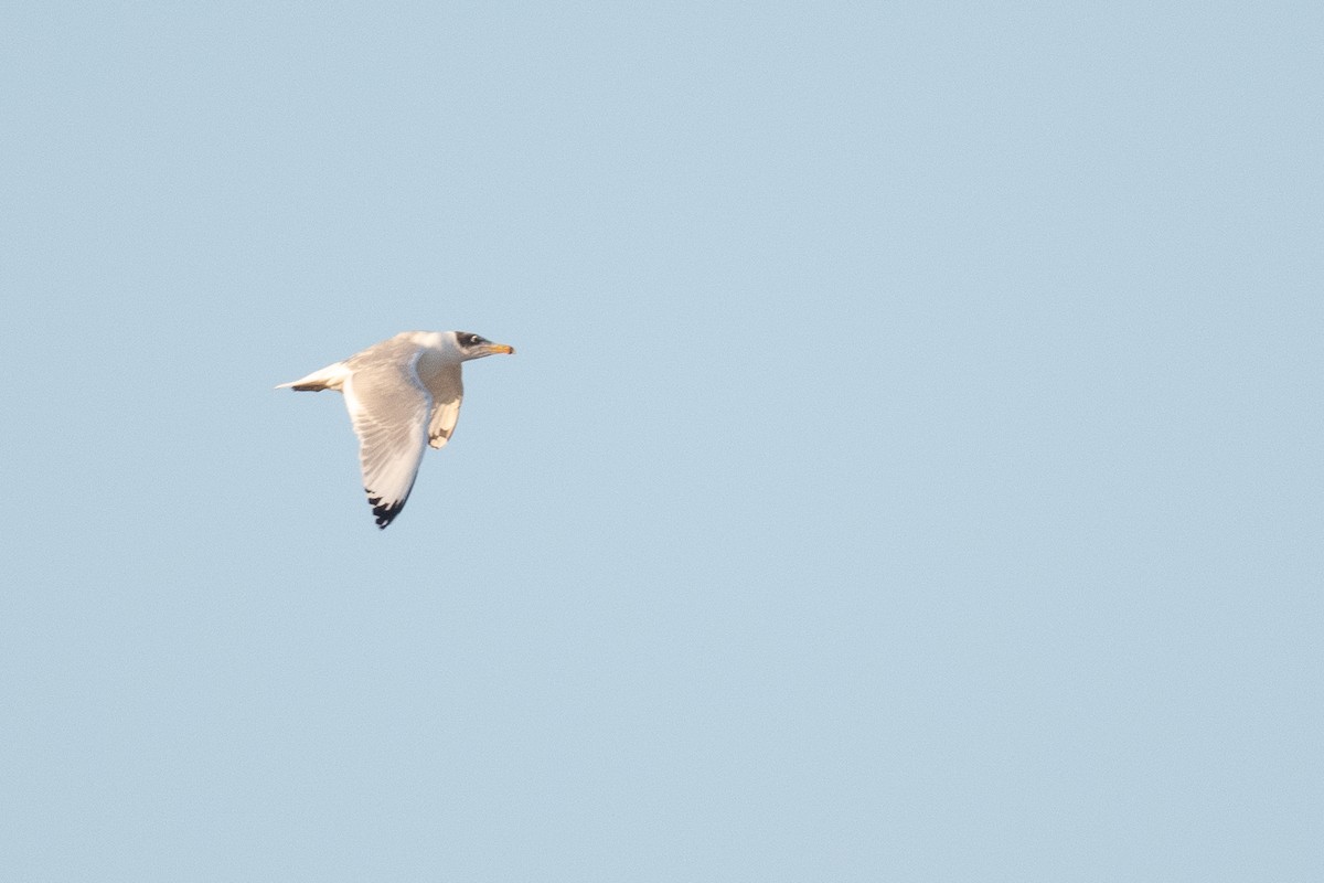 Pallas's Gull - ML633104815