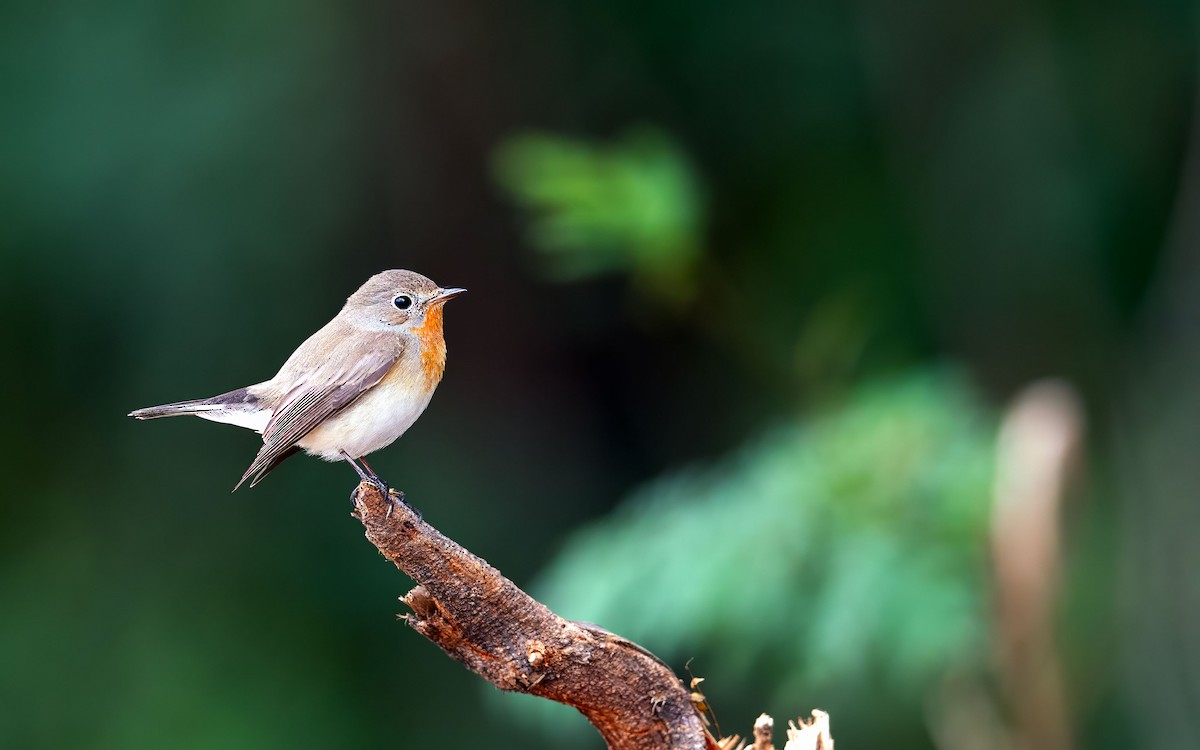 Euli-txori papargorria - ML633104828