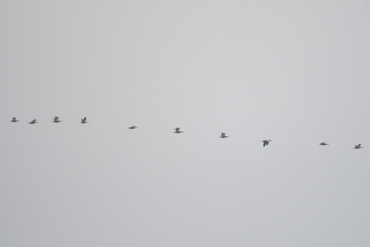 Ruddy Shelduck - ML633104848
