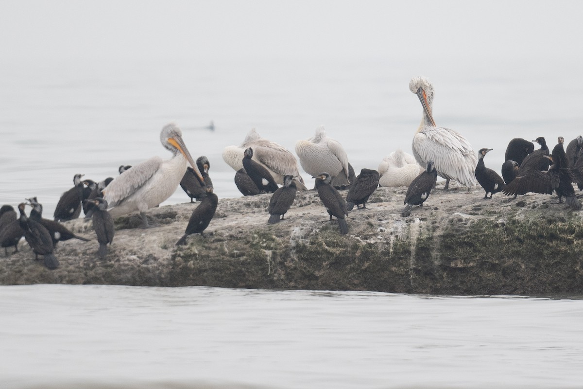 Dalmatian Pelican - ML633104851