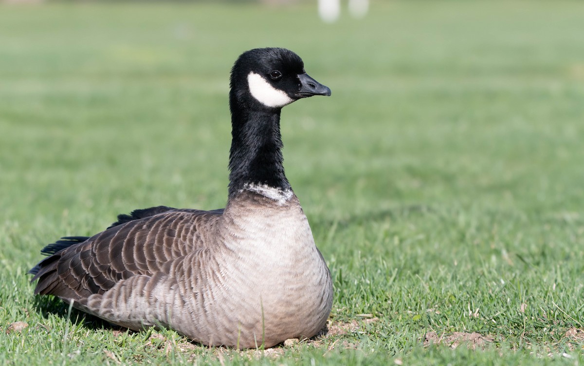 Cackling Goose (Aleutian) - ML633104852