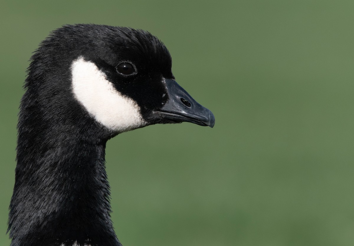 Cackling Goose (Aleutian) - ML633104853