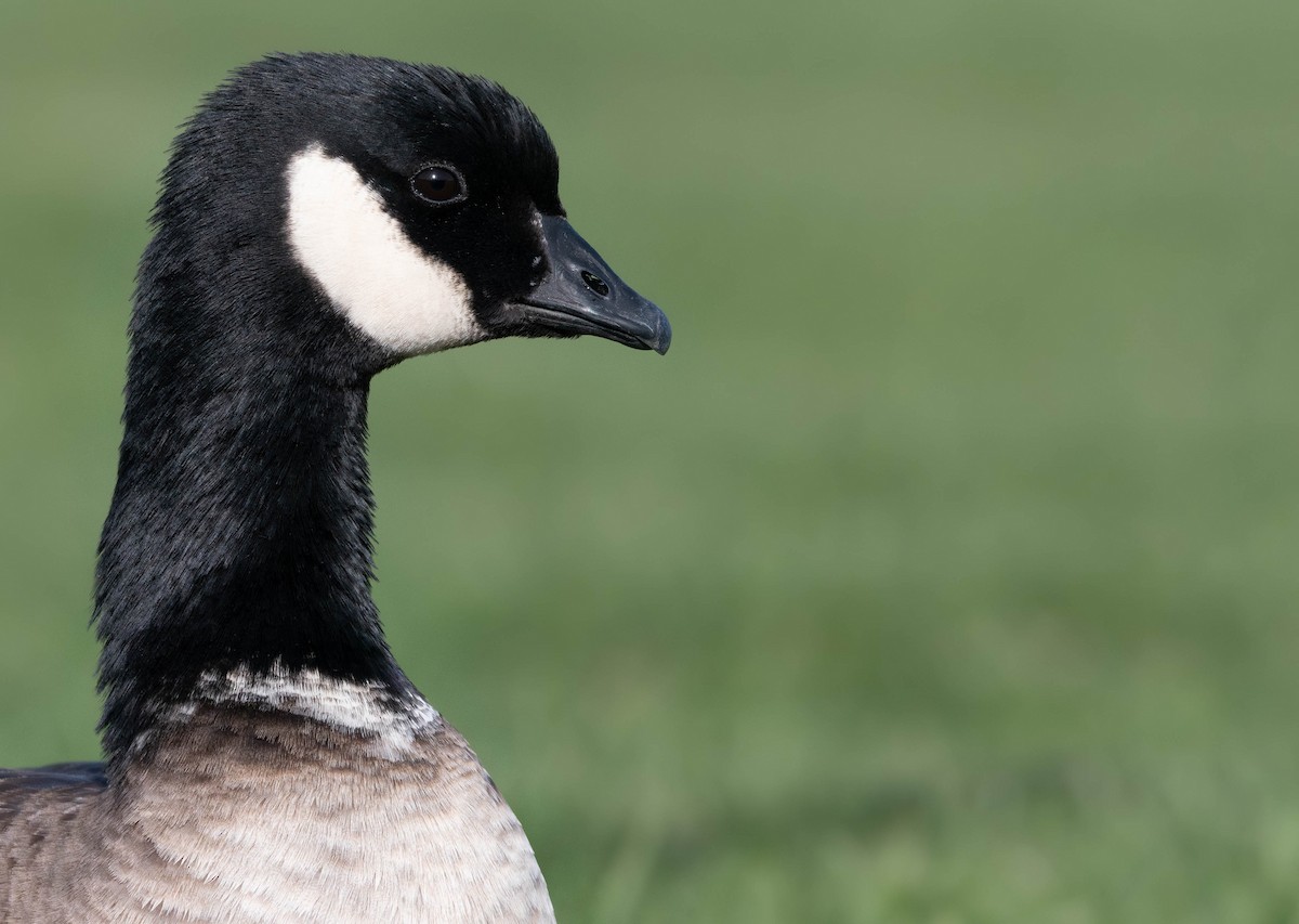 Cackling Goose (Aleutian) - ML633104854