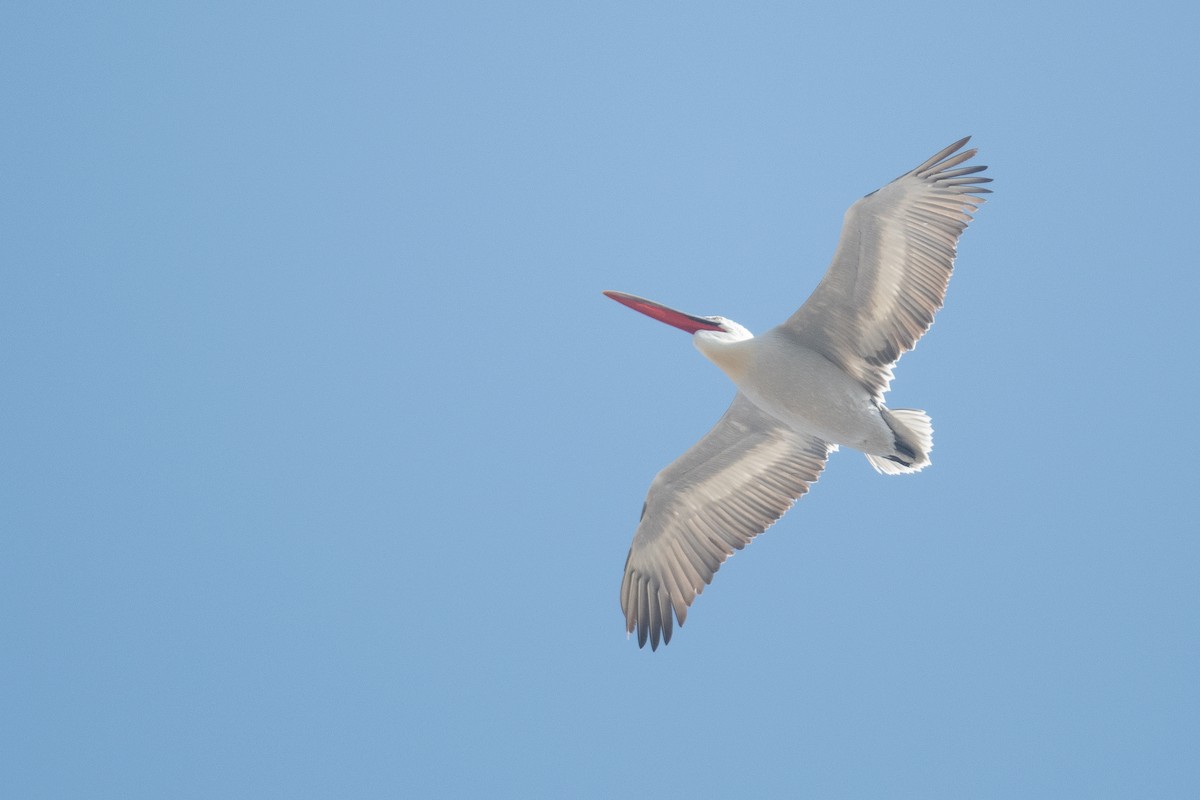 Dalmatian Pelican - ML633104896