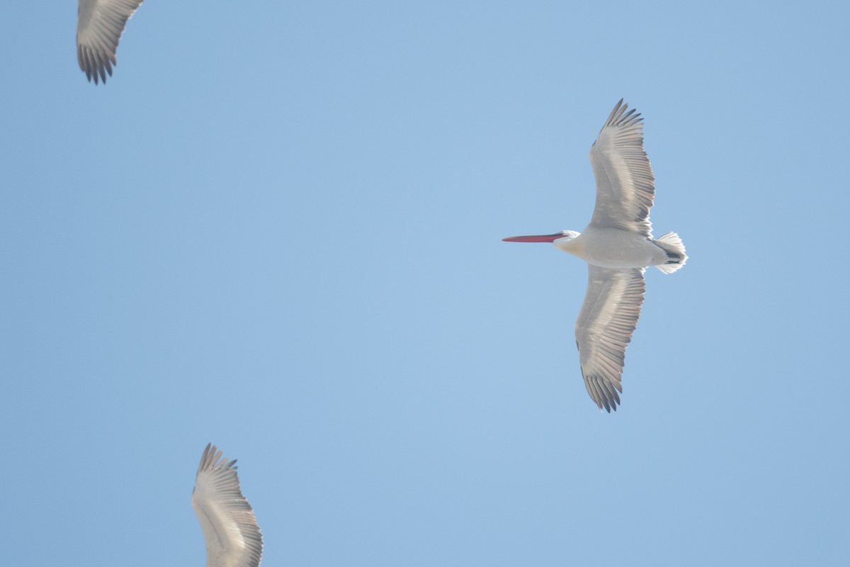 Dalmatian Pelican - ML633104897
