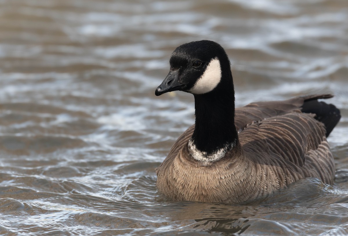 Cackling Goose (Aleutian) - ML633104907