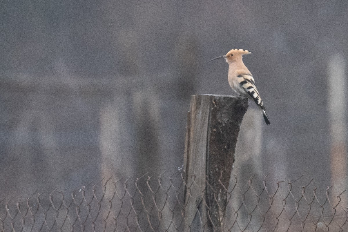 Eurasian Hoopoe - ML633104917