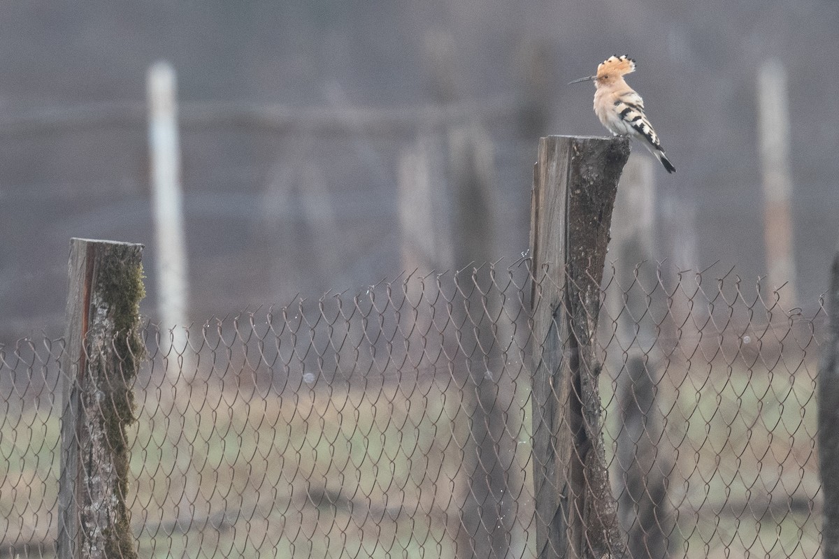 Eurasian Hoopoe - ML633104918