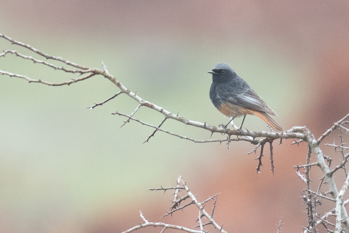Black Redstart (Eastern) - ML633104986